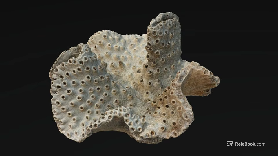 Unique Porous Coral Like Marine Structure With Natural Textured Surface 3d model 
