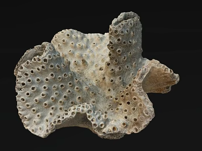 Unique Porous Coral Like Marine Structure With Natural Textured Surface 3d model