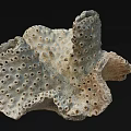 Unique Porous Coral Like Marine Structure With Natural Textured Surface