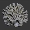 Marine Aquatic Animal White Coral Polyp Structure with Gray Background and Label