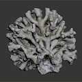 Modern Coral Red Coral White Coral Blue Coral 3d model