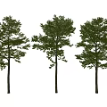 Three Arbor Trees With Green Foliage And Brown Trunks Side by Side 3d model