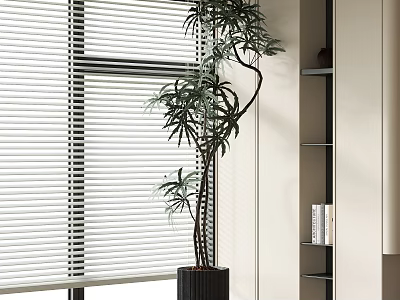 Bonsai Plant with Curved Branches by Window with White Blinds in Black Pot and Shelves 3d model