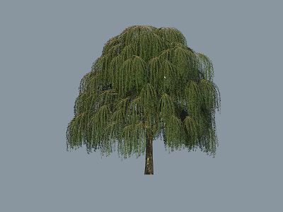Weeping Willow Tree With Graceful Drooping Branches And Lush Green Foliage 3d model