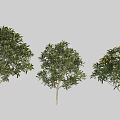 Garden Shrubs with Green Foliage Different Sizes and Yellow Flowers for Landscaping Design
