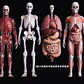 Human Anatomy Models Displaying Skeleton Vascular System Internal Organs And Muscular Structures