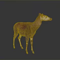 Realistic Okapi Animal Model With Brown Body And White Striped Legs
