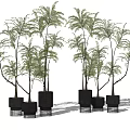 Decorative Bonsai Plants With Slender Trunks And Lush Green Leaves In Black Pots