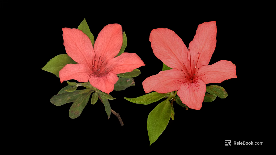 Two Beautiful Pink Blooming Flowers with Fresh Green Leaves on Black Background 3d model 