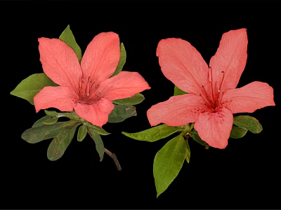 Two Beautiful Pink Blooming Flowers with Fresh Green Leaves on Black Background 3d model