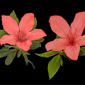 Two Beautiful Pink Blooming Flowers with Fresh Green Leaves on Black Background