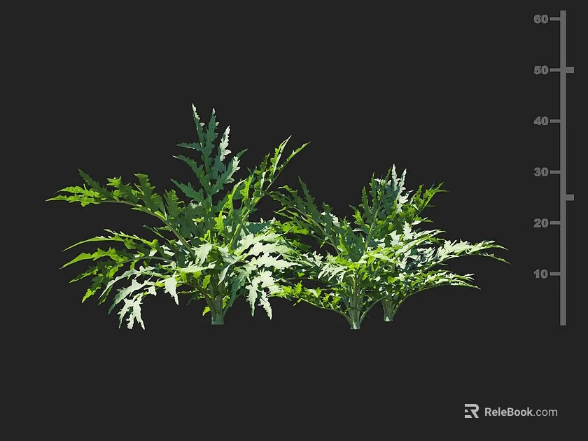 Green Crop With Feathery Leaves And Vertical Scale Showing Growth Height Measurement 3d model 