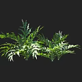 Green Crop With Feathery Leaves And Vertical Scale Showing Growth Height Measurement