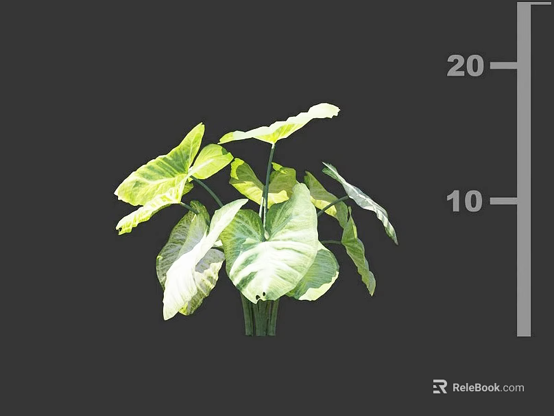 Vibrant Green Leafy Plant With Large Glossy Leaves And Height Measurement Scale 3d model 