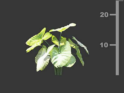 Vibrant Green Leafy Plant With Large Glossy Leaves And Height Measurement Scale 3d model