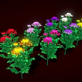 Vibrant Colorful Blooming Chrysanthemums With Lush Green Leaves On Dark Background