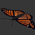 Orange And Black Butterfly With White Spots On Wings Against Gray Background