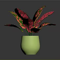 Vibrant Red And Green Leaf Plant In Green Pot With Glossy Surface