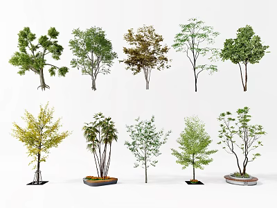 Various Types Of Decorative Trees With Different Foliage And Potted Designs 3d model