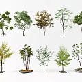 Various Types Of Decorative Trees With Different Foliage And Potted Designs