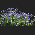 Lush Flowering Shrub With Blue Flowers And Vibrant Green Leaves