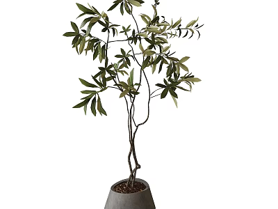 Bonsai Plant With Lush Green Leaves And Slender Trunk In Gray Pot 3d model