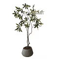 Bonsai Plant With Lush Green Leaves And Slender Trunk In Gray Pot