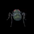 Close Up View Of Green House Fly With Red Eyes On Black Background