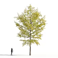 Arbor Collection With Green And Yellow Leaves Featuring Multiple Trees And Human Figures Below