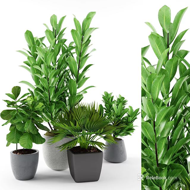 Bonsai Potted Plants With Various Green Leaves In Different Gray Pots For Home Decor 3d model 