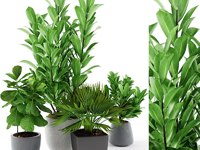 Bonsai Potted Plants With Various Green Leaves In Different Gray Pots For Home Decor 3d model