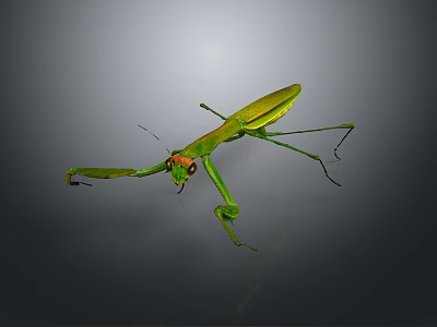 Green Praying Mantis with Extended Forelegs and Long Legs on Dark Background 3d model