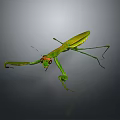 Green Praying Mantis with Extended Forelegs and Long Legs on Dark Background