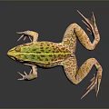 Frog Poison Frog Game Frog Reptile Cold Blooded Animal Reptile 3d model