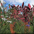 Vibrant Garden Shrubs With Colorful Flowers And Red Purple Leaves Under Blue Sky White Clouds