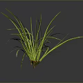 Green Herb Plant with Long Slender Leaves Yellow Stripes Dark Background Reflection and Roots