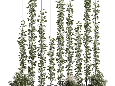 Bonsai Potted Plants With Hanging Vines Lush Green Leaves And Vertical Growth 3d model