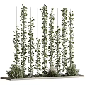 Bonsai Potted Plants With Hanging Vines Lush Green Leaves And Vertical Growth
