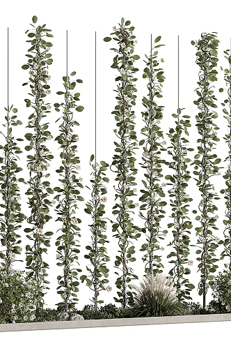 rattan plant ivy 3d model