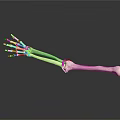 Human Arm Skeleton Model Showing Detailed Bone Structure On Black Background 3d model