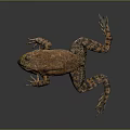 Frog Poison Frog Game Frog Reptile Cold Blooded Animal Reptile 3d model