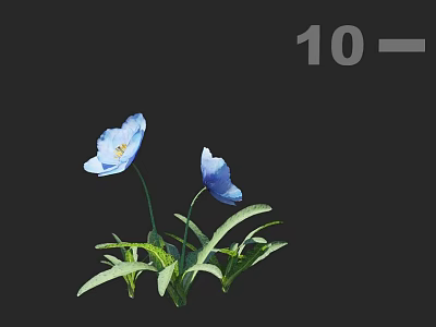 Two Blue Flowers in Decorative Vase with Green Leaves on Black Minimalist Background 3d model