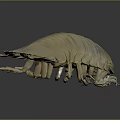 Giant Isopod Aquatic Creature With Light Beige Segmented Body And Exoskeleton In Deep Sea