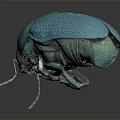 Vibrant Teal Flying Beetle Showcasing Metallic Sheen Rounded Body And Antennae