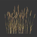 Golden Wheat Stalks Growing On Square Sandy Ground With Dark Background