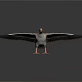 Brown Goose With Spread Wings Orange Beak And Orange Feet On Dark Background