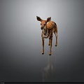 Cute Fawn With White Spots And Brown Body Standing On Dark Background With Reflection