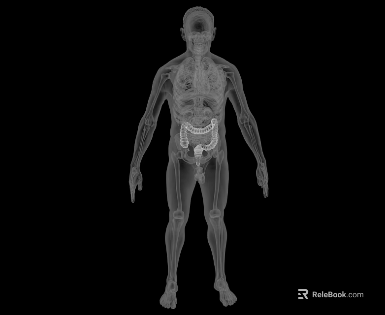 Medical Device For Human Anatomy 3D Visualization Of Skeletal And Organ Systems 3d model 