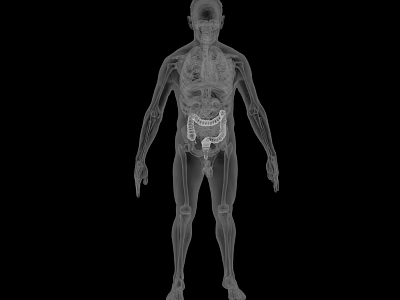 Medical Device For Human Anatomy 3D Visualization Of Skeletal And Organ Systems 3d model