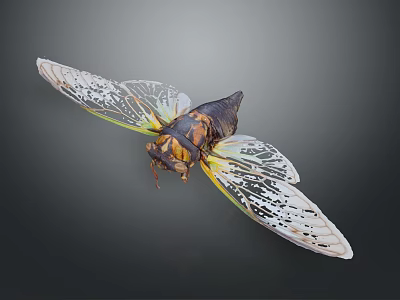 Cicada With Transparent Patterned Wings And Dark Yellow Body On Dark Background Close Up View 3d model